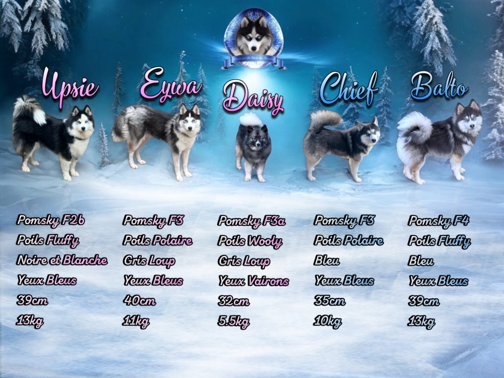 Pomsky elevage France