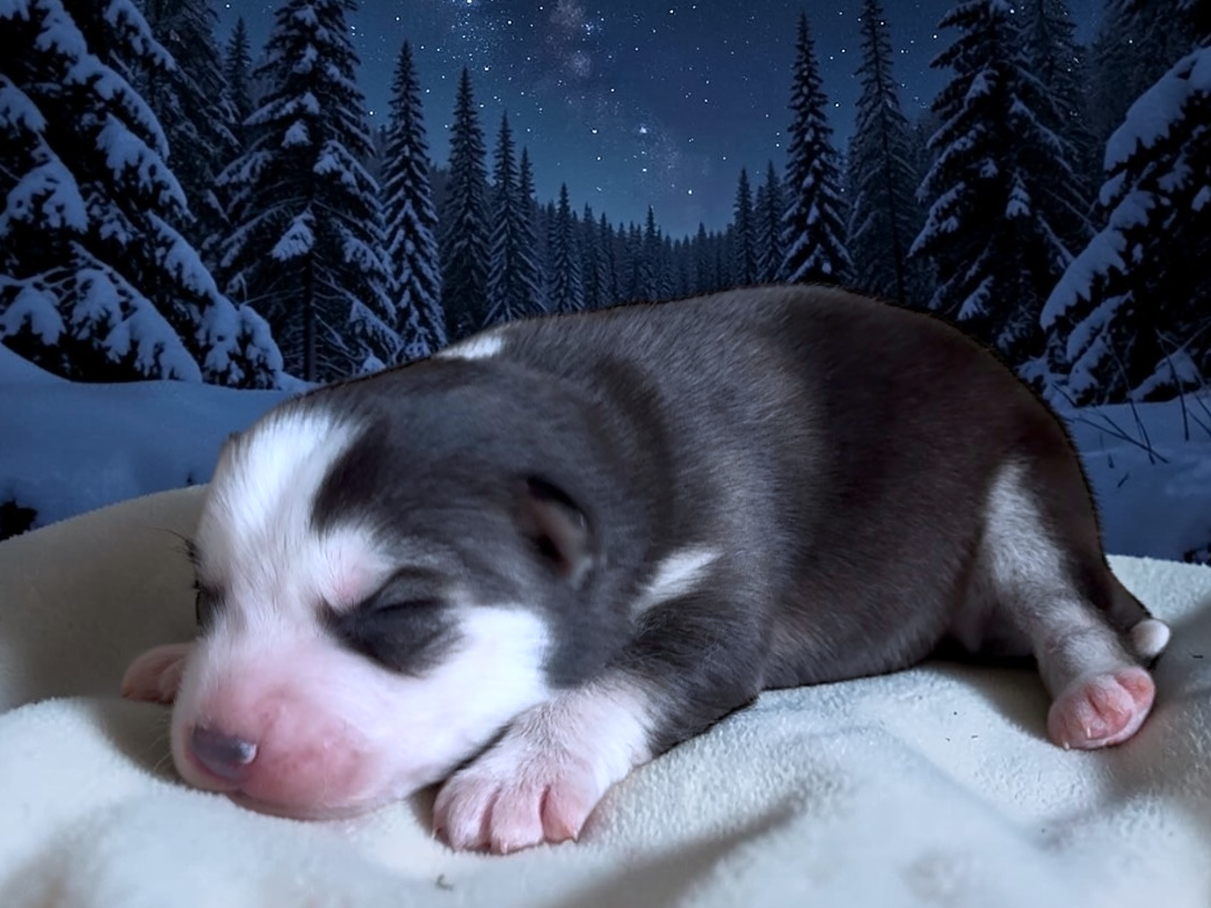 Kiri pomsky