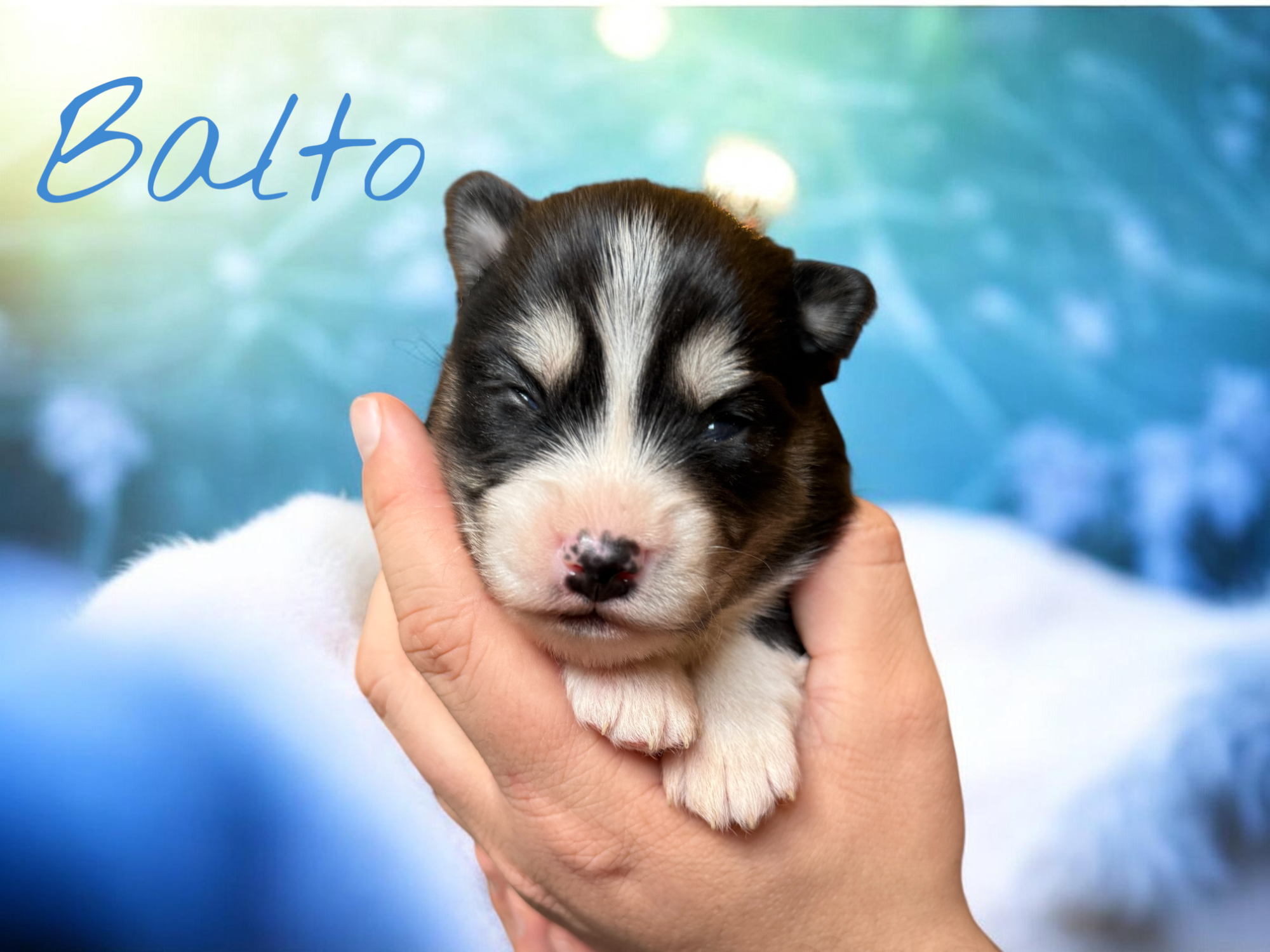 Balto