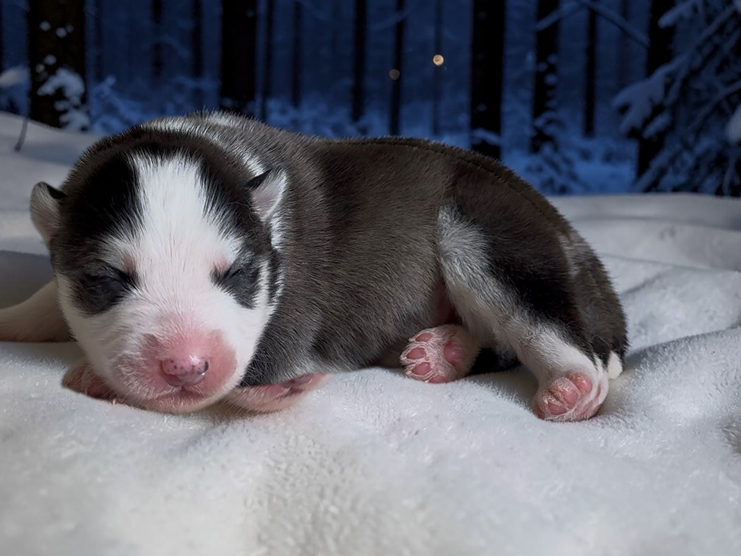 Pomsky loak_140852