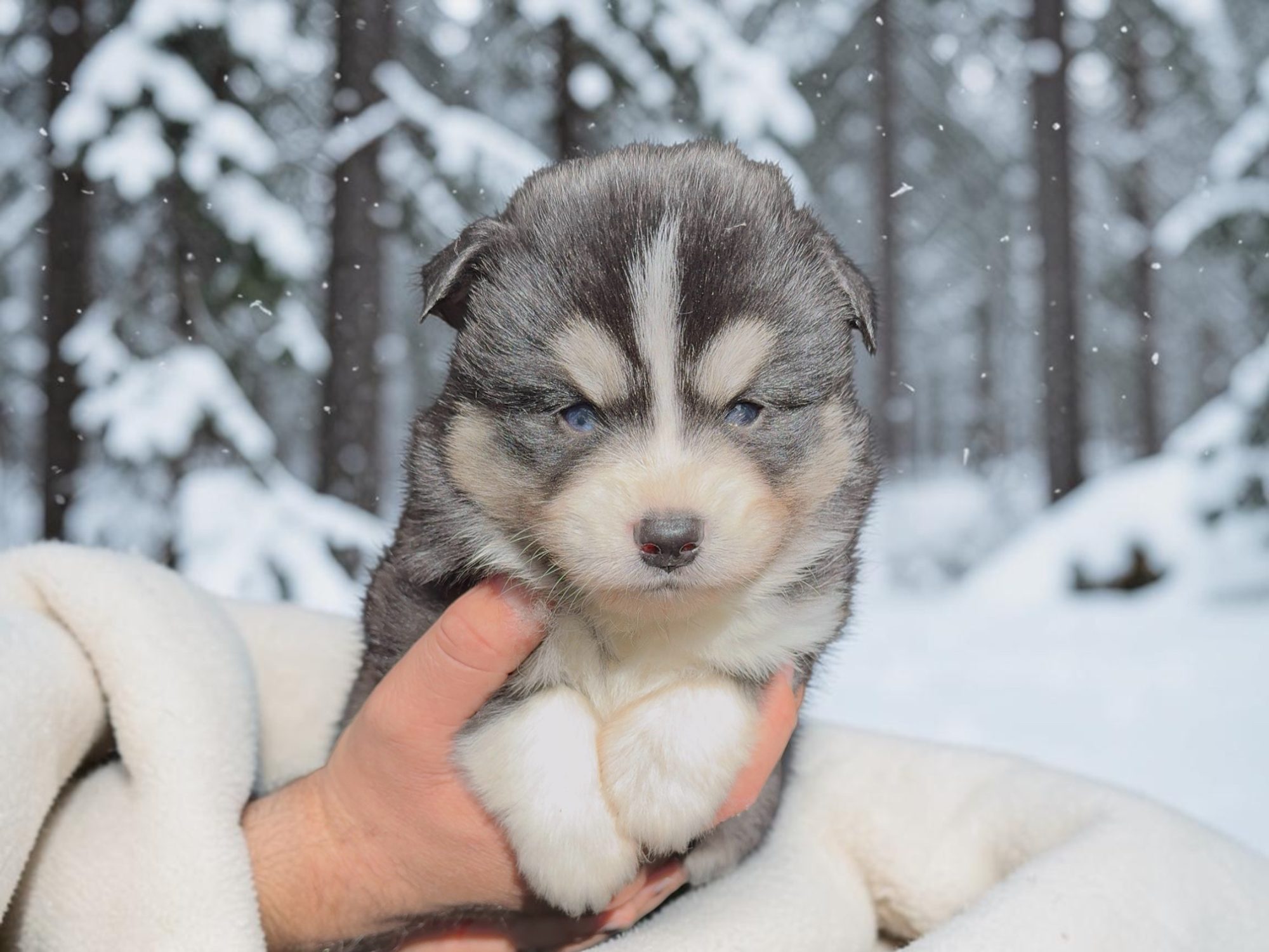 Balto