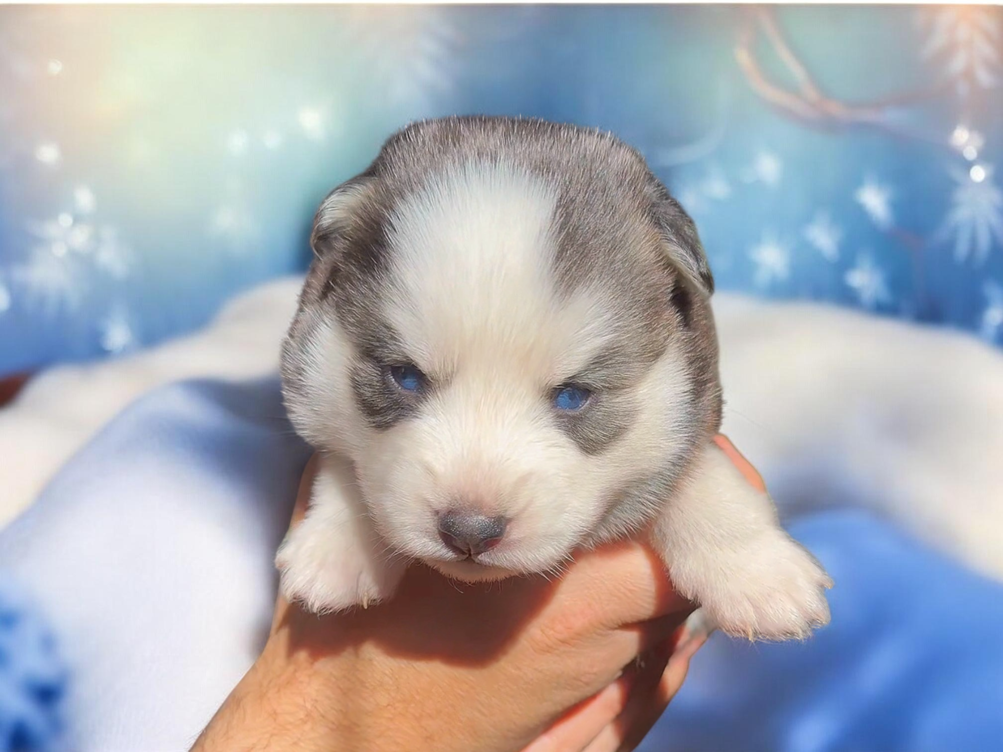 Kira