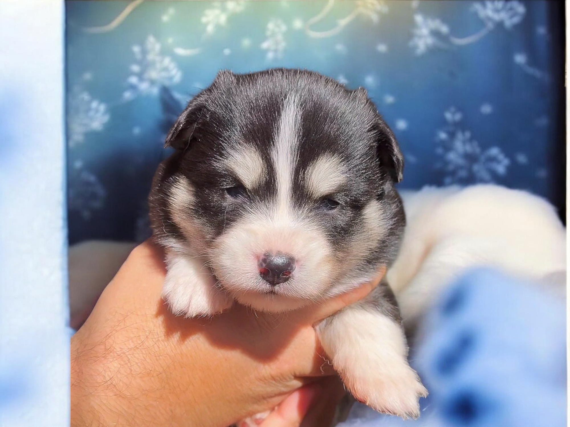 BALTO POMSKY