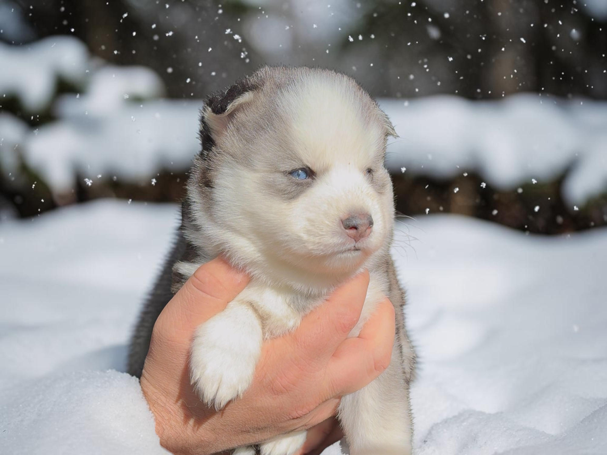 Kira
