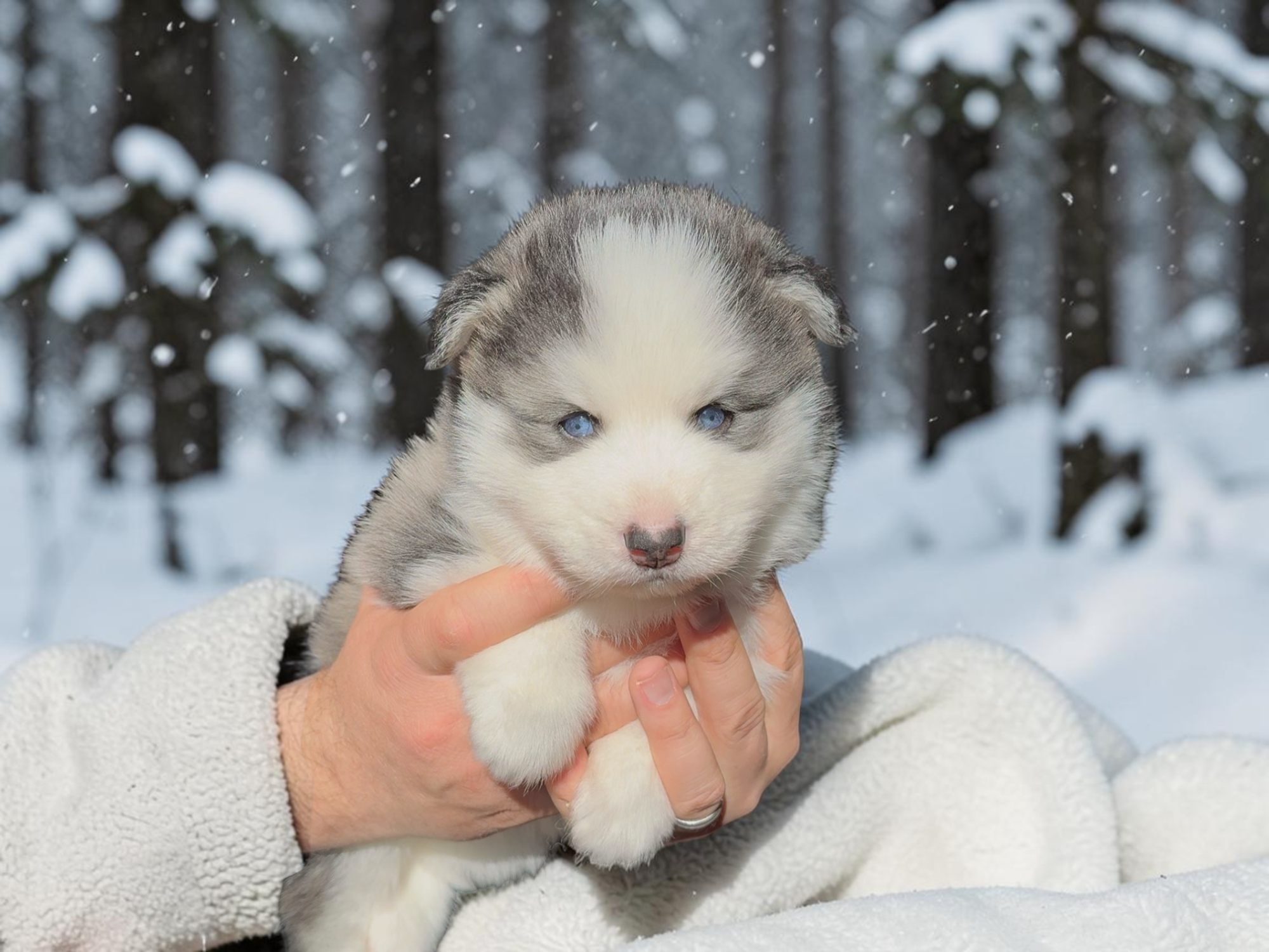 Pomsky loak