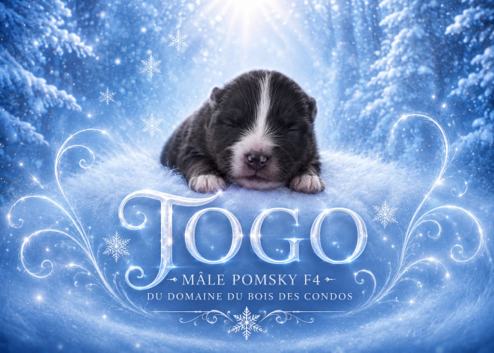 Togo pomsky F4