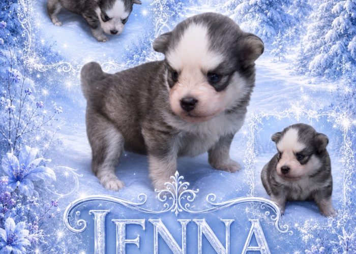 Jenna pomsky F4 mini