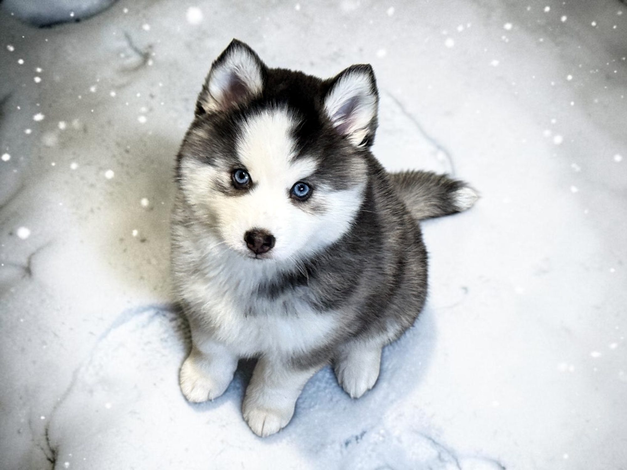 Pomsky kira