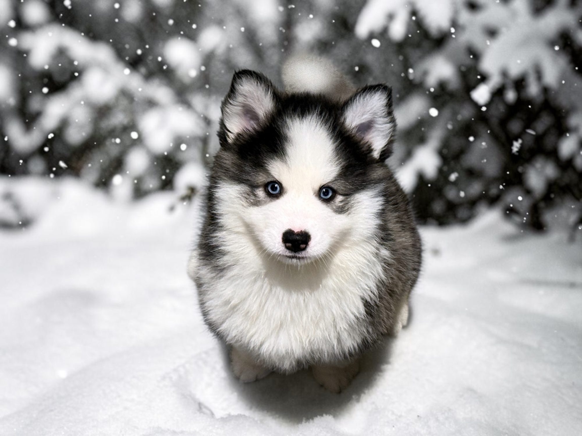 Pomsky bucky