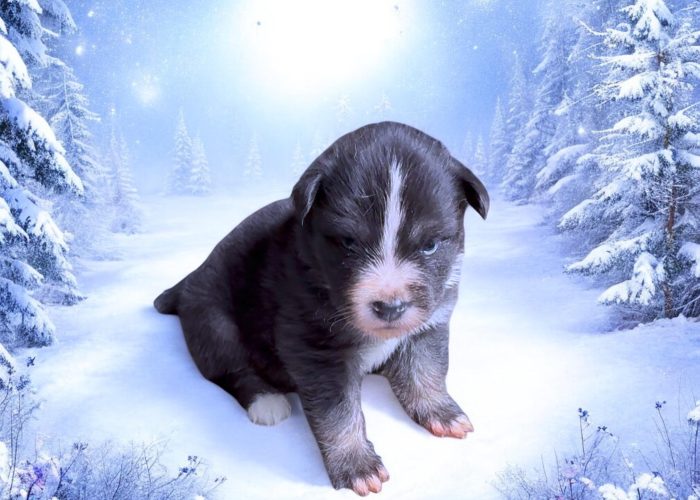 Pomsky