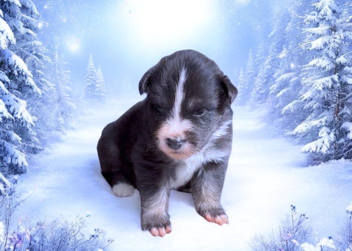 Pomsky F4