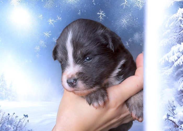 Pomsky_togo