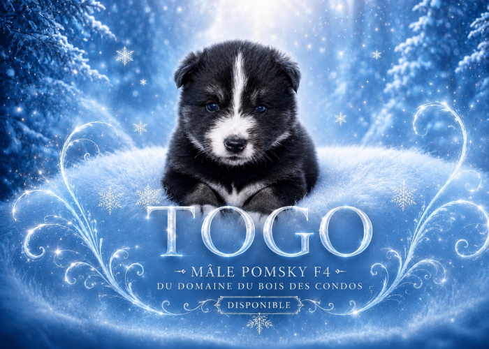 Pomsky togo F4