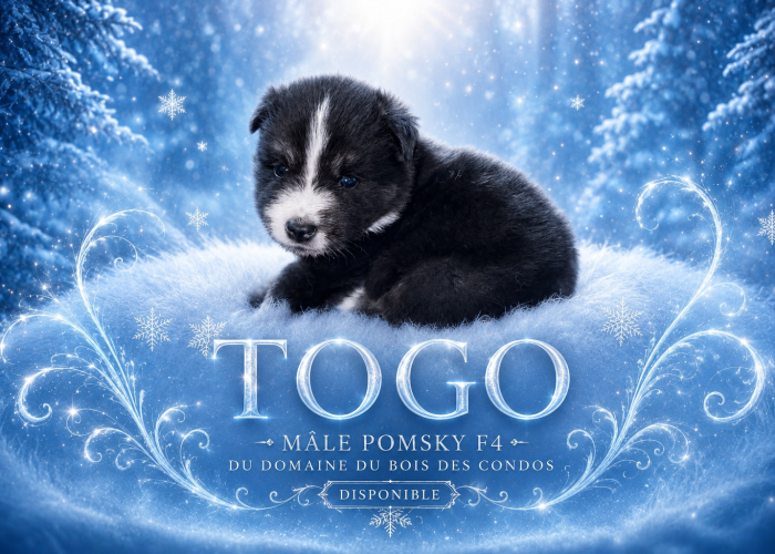 Pomsky togo F4