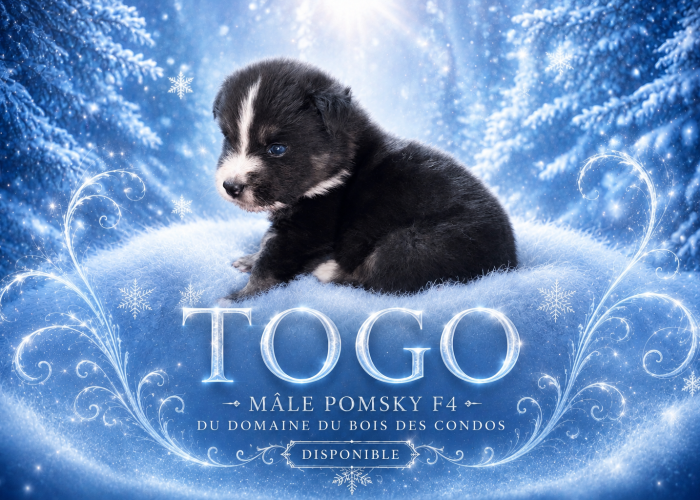 Pomsky togo F4