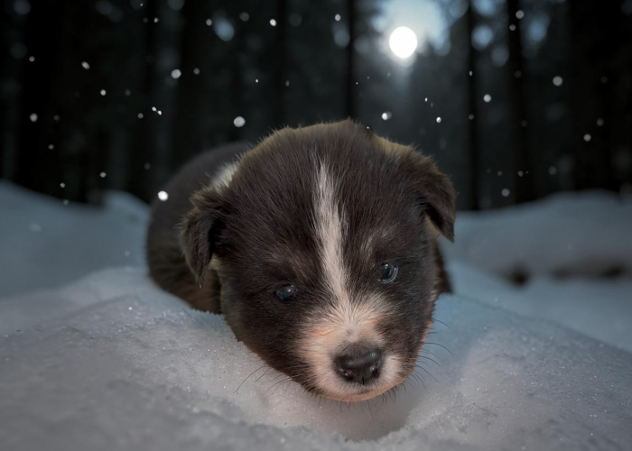 POMSKY TOGO