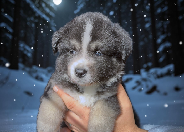 Pomsky disponible F4