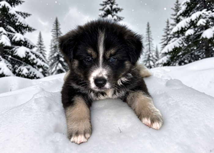 Pomsky Togo disponible