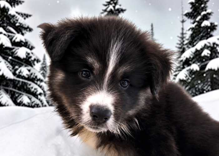 Pomsky togo